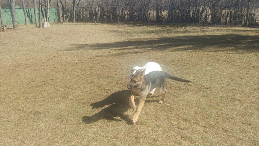 Dog Trainer «Awesome Dawgs Dog Training LLC», reviews and photos, 3052 Pricetown Rd, Temple, PA 19560, USA