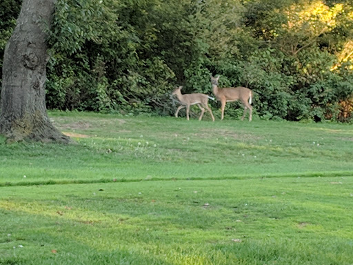 Golf Driving Range «Brookside Golf Course-Saline», reviews and photos, 6451 Ann Arbor-Saline Rd, Saline, MI 48176, USA