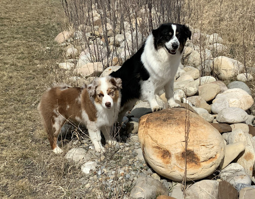 Big Rock Australian Shepherds