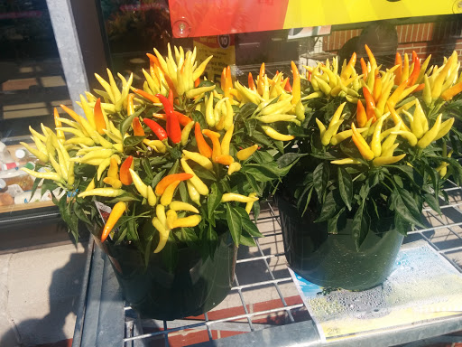 Grocery Store «Hannaford Supermarket», reviews and photos, 532 Main St,Route 1, Saco, ME 04072, USA