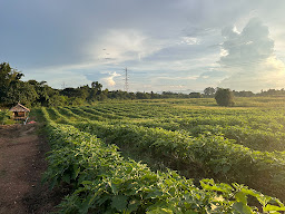 Lollipop Vegetable Farm