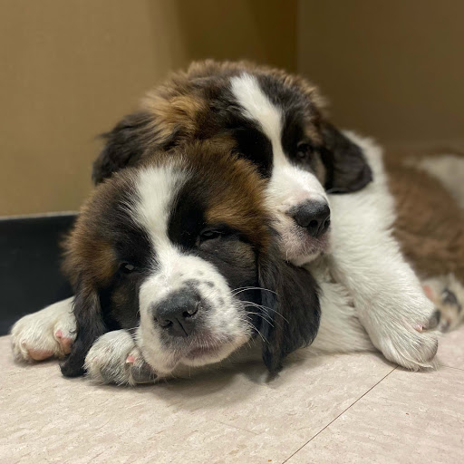 Pet Store «Puppies N Love», reviews and photos, 7700 W Arrowhead Towne Center, Glendale, AZ 85308, USA