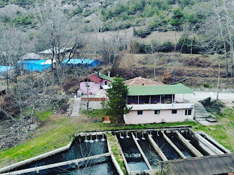 Niksar Kavlağanlik Alabalik Tesisi
