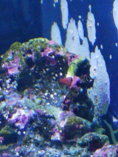 Pet Store «Fish R Us», reviews and photos, 10855 TX-242, Conroe, TX 77385, USA