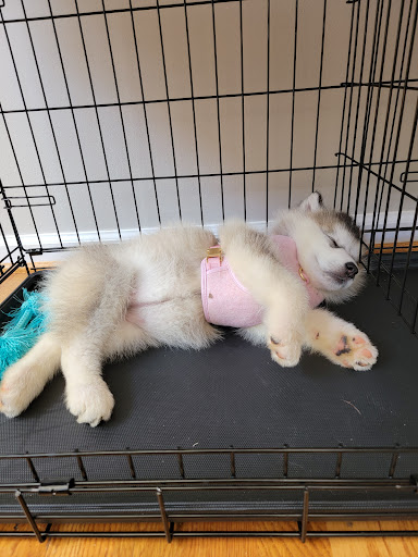 Pet Supply Store «PetSmart», reviews and photos, 1705 Mall of Georgia Blvd, Buford, GA 30519, USA