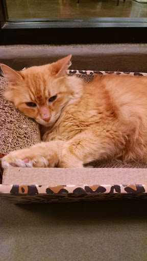 Pet Supply Store «PetSmart», reviews and photos, 15555 E 14th St, San Leandro, CA 94578, USA