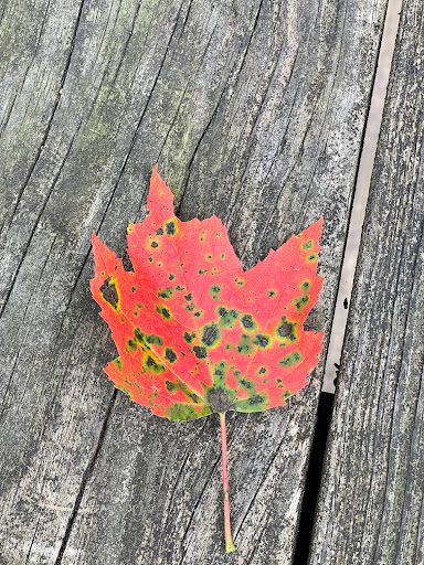 Botanical Garden «Botanical Gardens At Asheville», reviews and photos, 151 W .T. Weaver Blvd, Asheville, NC 28804, USA