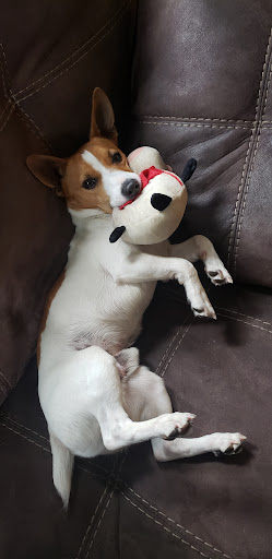 Pet Supply Store «Petco Animal Supplies», reviews and photos, 189 Old Country Rd, Carle Place, NY 11514, USA