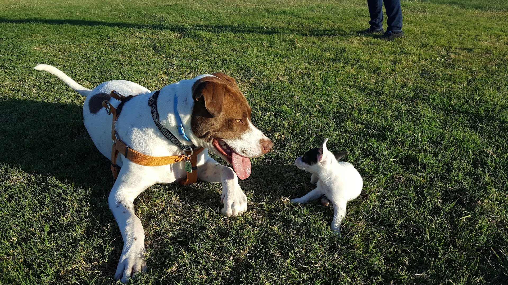 Camp Barkeley Dog Park