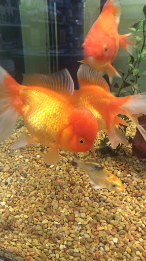 Pet Supply Store «Petco Animal Supplies», reviews and photos, 8213 Hwy 72 W c, Madison, AL 35758, USA