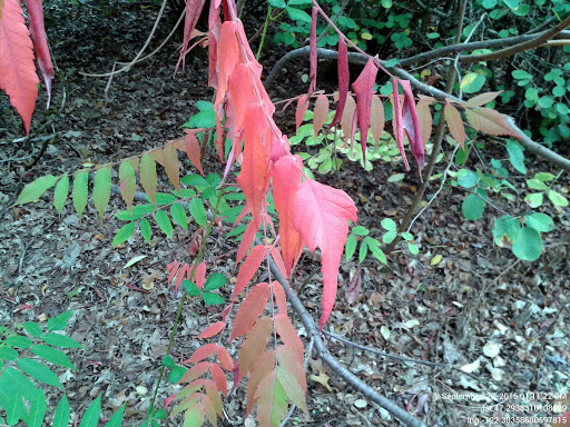 Botanical Garden «Rhododendron Species Botanical Garden», reviews and photos, 2525 S 336th St, Federal Way, WA 98003, USA