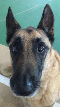 Schramm's Country Kennel - Photo 9 - Car repair in Macomb, MI, Sterling Heights