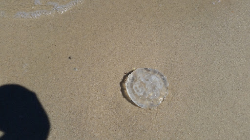 Vacation Home Rental Agency «Scotland Yards Beach Rentals», reviews and photos, 15230 Lake Dr, Scotland, MD 20687, USA