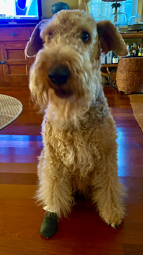 Key West Vets and Pets image