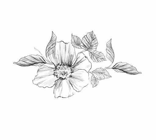 Mackenzie Rose Midwifery image
