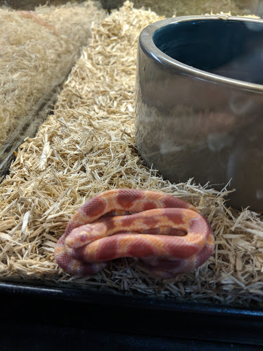 Pet Store «Wildside Pets», reviews and photos, 1042 N Higley Rd #105, Mesa, AZ 85205, USA