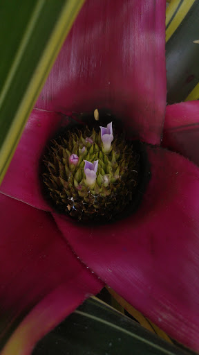 Heritage Museum «Hillwood Estate, Museum & Gardens», reviews and photos, 4155 Linnean Ave NW, Washington, DC 20008, USA