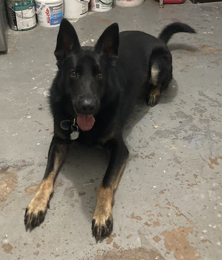 Pet Supply Store «Whiteway Pet Shop», reviews and photos, 950 Elizabeth Ave, Elizabeth, NJ 07201, USA