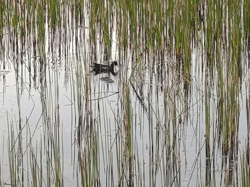 Nature Preserve «Chapel Trail Nature Preserve», reviews and photos, 19800 Sheridan St, Fort Lauderdale, FL 33332, USA