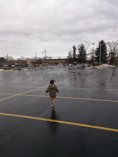 Supermarket «TOPS Friendly Markets», reviews and photos, 408 West Ave, Albion, NY 14411, USA