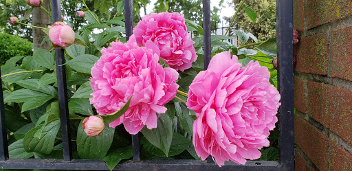 Grocery Store «Marino Brothers Supermarket», reviews and photos, 16307 29th Ave, Flushing, NY 11358, USA