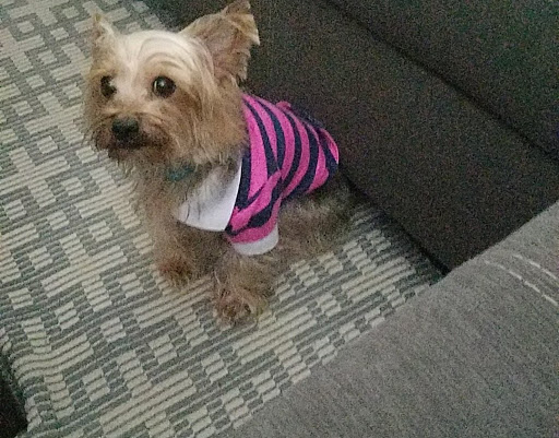 Pet Supply Store «PetSmart», reviews and photos, 9905 E Independence Blvd, Matthews, NC 28105, USA