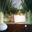 Vidalia Onion Museum