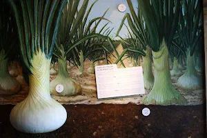 Vidalia Onion Museum image