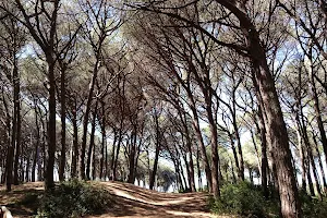Parco Dei Pini image