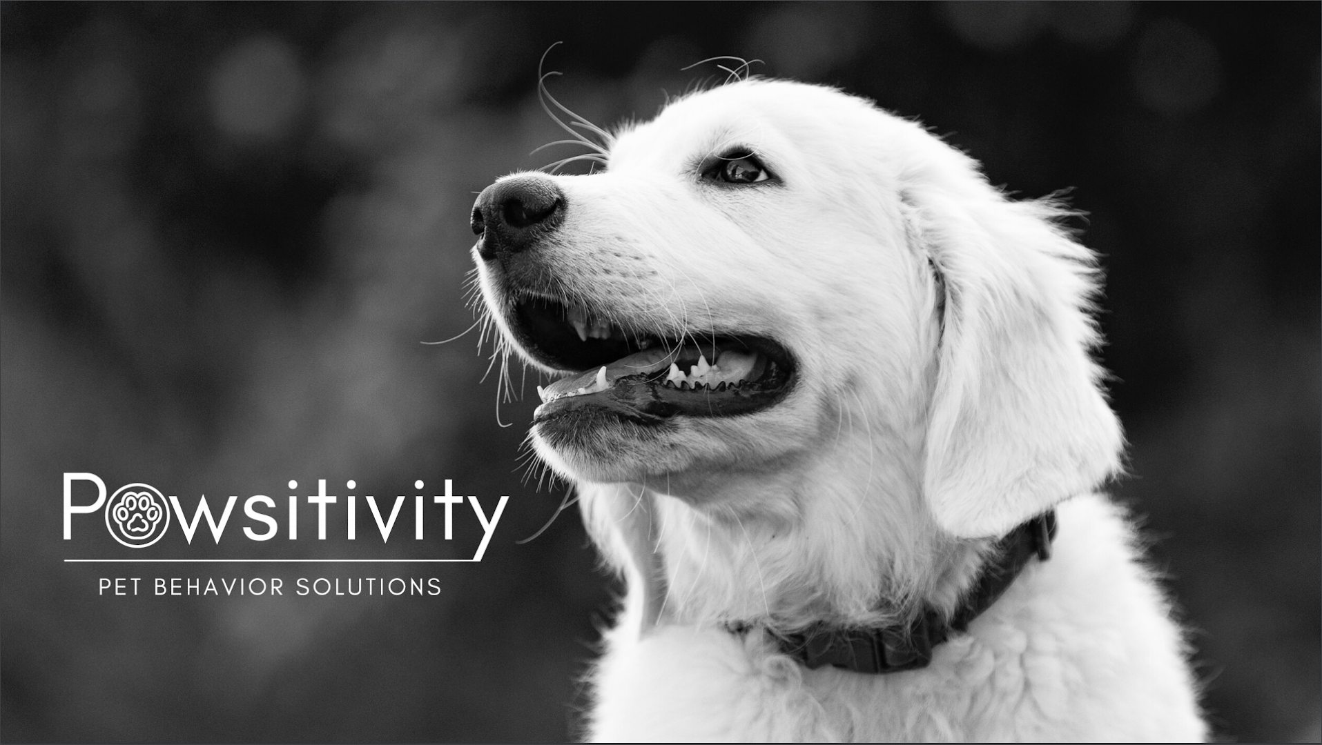 Pawsitivity Pet Behavior Solutions
