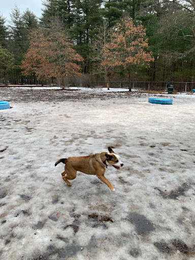 Dog Park «Sharon Dog Park», reviews and photos, 34 E Foxboro St, Sharon, MA 02067, USA