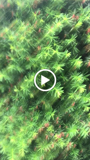 Auto Parts Store «AutoZone», reviews and photos, 623 N Main St, Russellville, KY 42276, USA