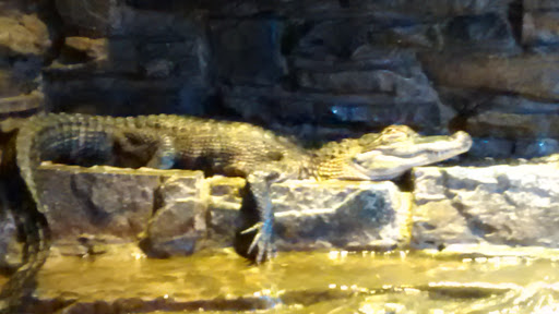 Pet Store «Pets Plus-Reptiles & Exotic», reviews and photos, 421 West Ave, Lockport, NY 14094, USA