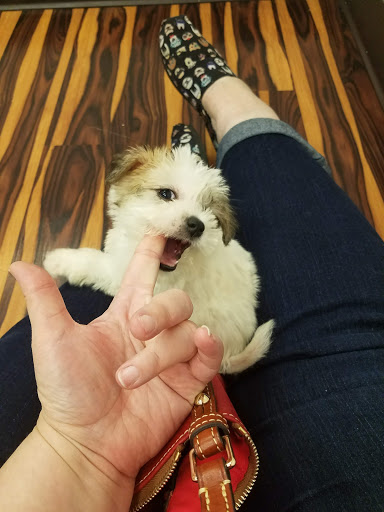 Pet Store «Furry Babies Inc», reviews and photos, 3340 Mall Loop Dr, Joliet, IL 60431, USA