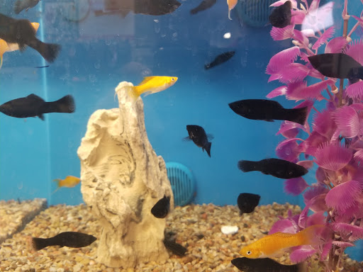 Pet Supply Store «PetSmart», reviews and photos, 16514 SW 88th St, Kendall, FL 33196, USA