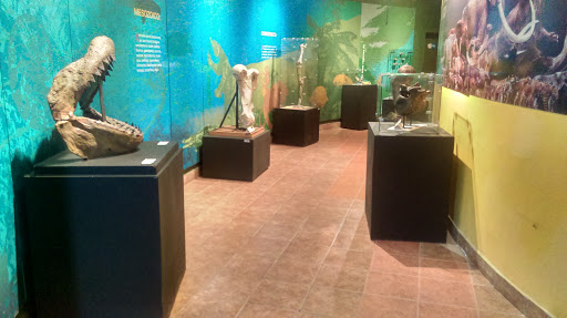 Museo de Paleontología 