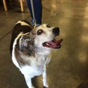 Pet Supply Store «All Pet & Equine Supply», reviews and photos, 1120 Porter Wagoner Blvd, West Plains, MO 65775, USA