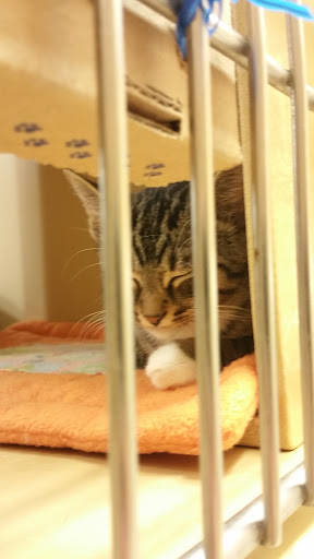 Pet Supply Store «PetSmart», reviews and photos, 300 Water Loop Ln, Collegeville, PA 19426, USA