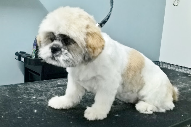The Dog Yard Professional Grooming - Bedford
