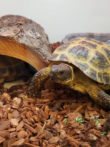 Pet Supply Store «Pet Supplies Plus», reviews and photos, 12407 MoPac Expy 525 - B, Austin, TX 78758, USA