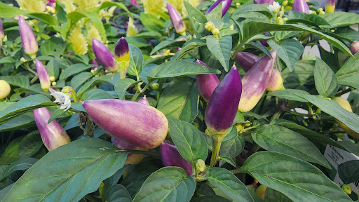 Department Store «Rural King», reviews and photos, 2947 S Washington St, Kokomo, IN 46902, USA