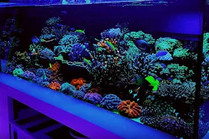 Aqua Reef Central image