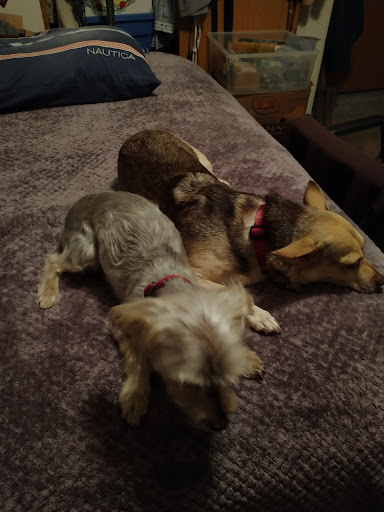 Pet Supply Store «PetSmart», reviews and photos, 14290 Plymouth Ave, Burnsville, MN 55337, USA