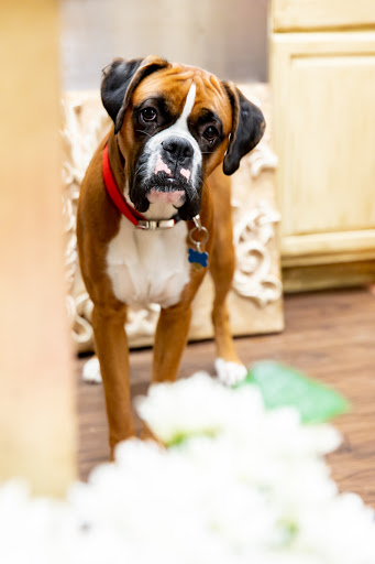 Florist «Majestic Flowers and Gifts», reviews and photos, 1206 Sussex Turnpike, Randolph, NJ 07869, USA