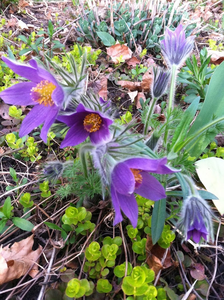 Wild Crocus: Shiatsu Massage, Nicole Duxbury 55435