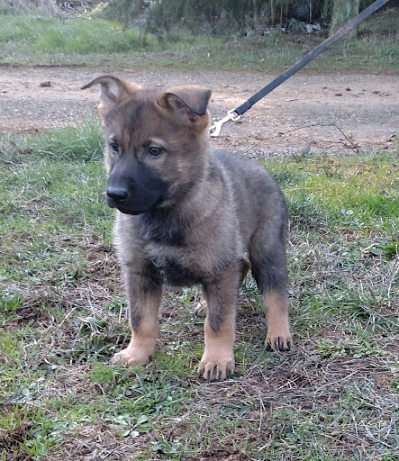 Zimmerhoff German Shepherds