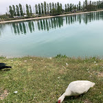 Photo n°2 de l'avis de oscar.e fait le 16/04/2023 à 11:38 sur le  Oasi lago dei Cigni à Milan