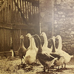 Photo n°7 de l'avis de Massimo.o fait le 18/01/2019 à 22:39 sur le  Osteria Al Vecchio Stallo à Udine