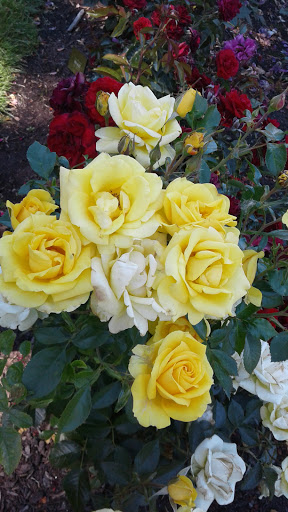 Stadium «Providence Park», reviews and photos, 1844 SW Morrison St, Portland, OR 97205, USA