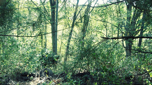 Nature Preserve «Burns-Stokes Preserve», reviews and photos, Zeeb Rd, Dexter, MI 48130, USA